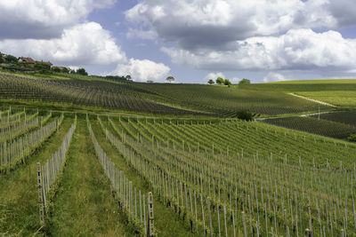Scenic view of agricultural field against sky