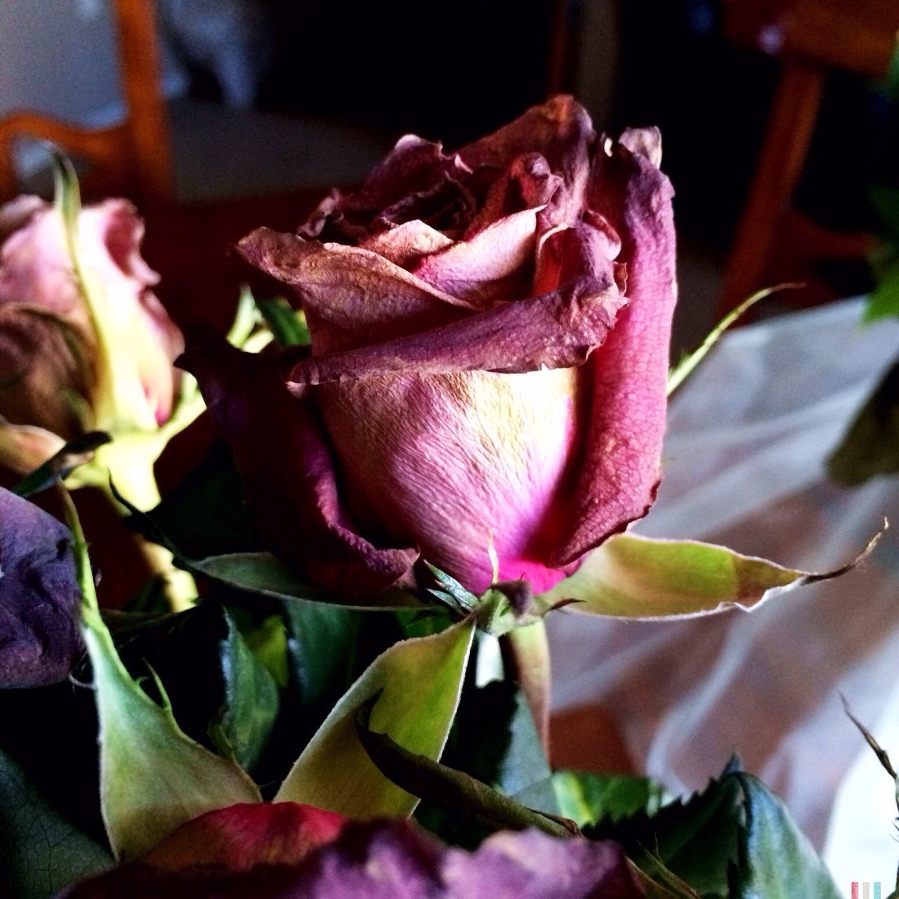 Close-up of rose in park