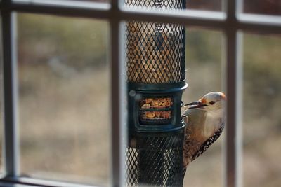 Close-up of bird in cage at window