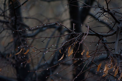 Close-up of bare tree branches during winter