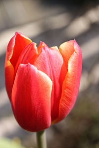 Close-up of red tulip