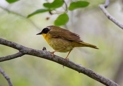 Close-up of bird perching on tree