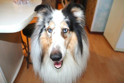 Close-up portrait of dog at home