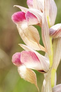 Close-up of pink lily flowers