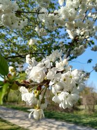 Close-up of white cherry blossoms in spring