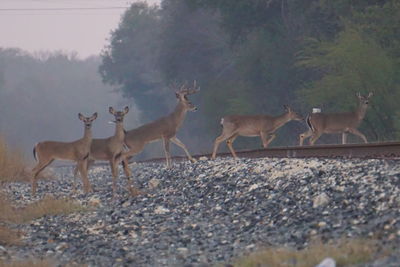 Deer standing by tree against blurred background