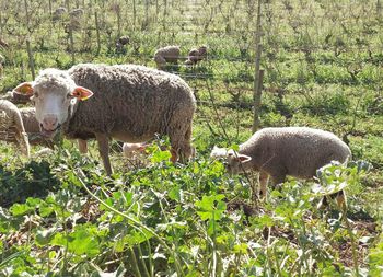 Sheep grazing on grassy field