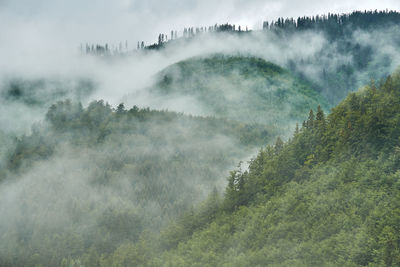 Panoramic shot of trees on land against sky