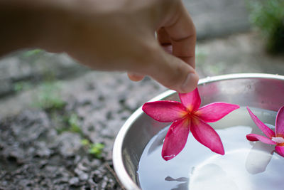 Close-up of hand holding red flower