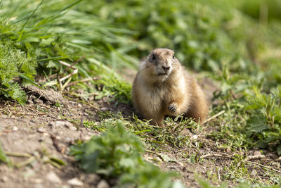 Close-up of prairie dog on field