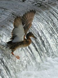 Close-up of seagull flying over sea