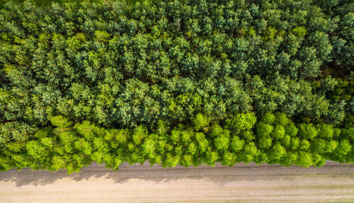 Close-up of fresh green field