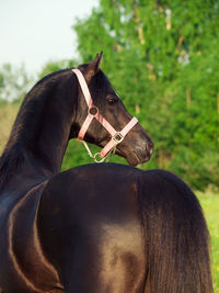 Black horse standing against trees