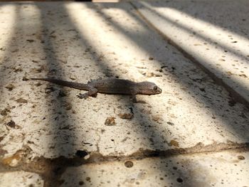 Close-up of lizard on sand