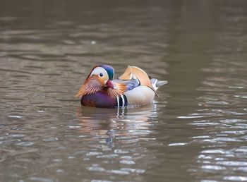 Duck swimming in lake