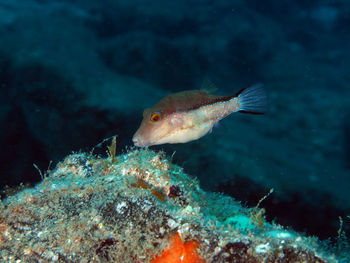 Close-up of fish underwater