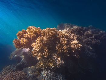 Close-up of coral in sea