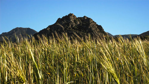 Low angle view of plants on field against clear blue sky