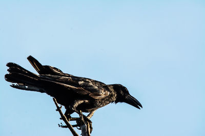 Low angle view of eagle perching on tree