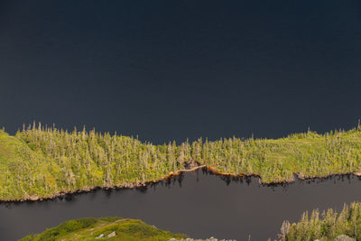Low angle view of plants against clear sky