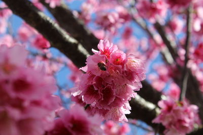 Close-up of pink cherry blossom