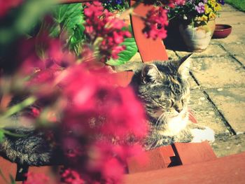 Cat on flower plant