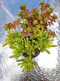 Close-up of plant with water drops