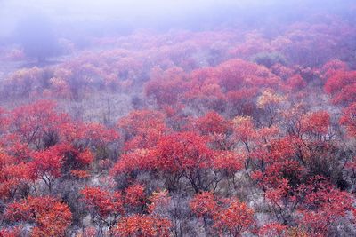 Aerial view of landscape during autumn