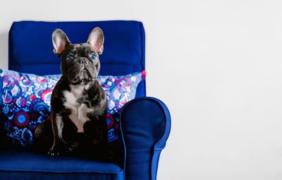 Portrait of french bulldog dog sitting on blue sofa