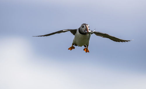 Low angle view of atlantic puffin carrying fish in mouth while flying against sky