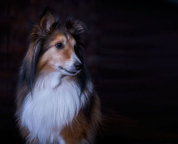 Close-up of dog looking away