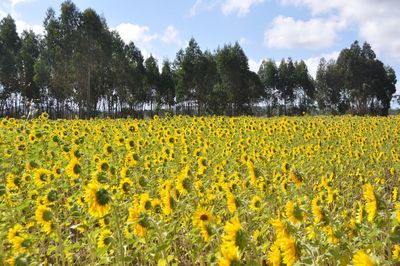 Scenic view of oilseed rape field against sky