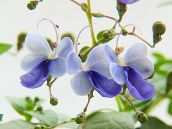 Close-up of purple flowering plant