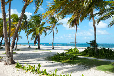 Palm trees on beach against sky