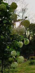 Close-up of flowering plant against trees in forest