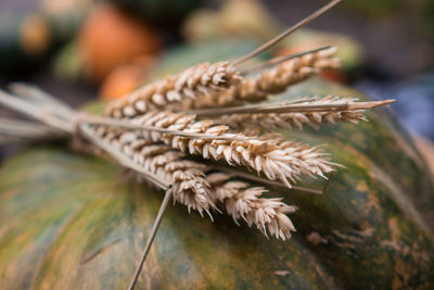 Close-up of wheat on pumpkin