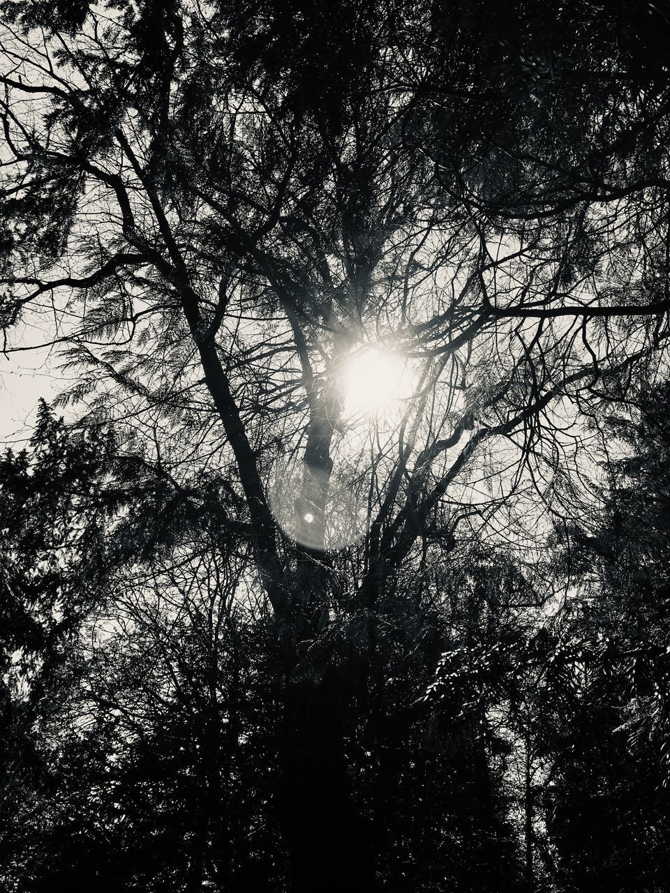 LOW ANGLE VIEW OF SUNLIGHT STREAMING THROUGH TREES