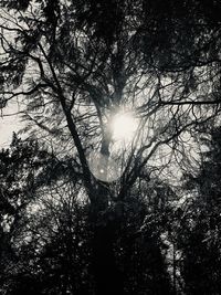 Low angle view of sunlight streaming through trees in forest