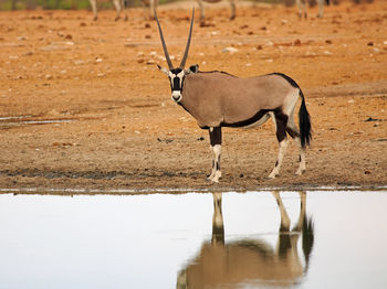 Gemsbok oryx standing beside a still waterhole, with lovely reflection 