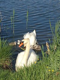 Swan swimming in lake