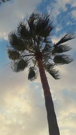 Low angle view of coconut palm tree against sky