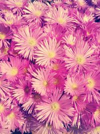 High angle view of pink flowering plants