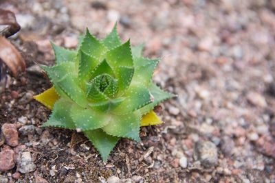Close-up of plant growing outdoors