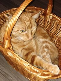 Cat resting in basket