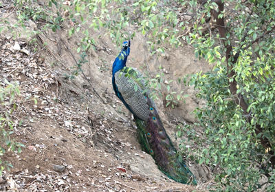 High angle view of a bird on field