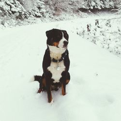 Dog on snow field during winter