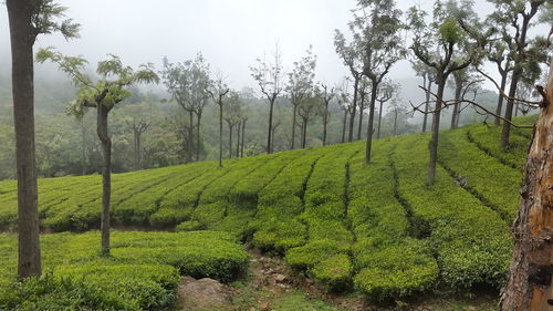 Scenic view of rural landscape