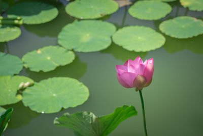 Close-up of pink flowers