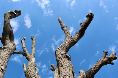 Low angle view of cactus against sky