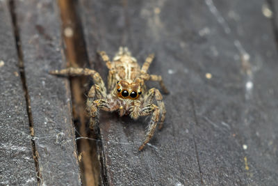 Close-up of spider